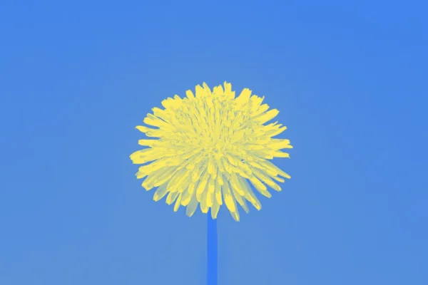 dandelion