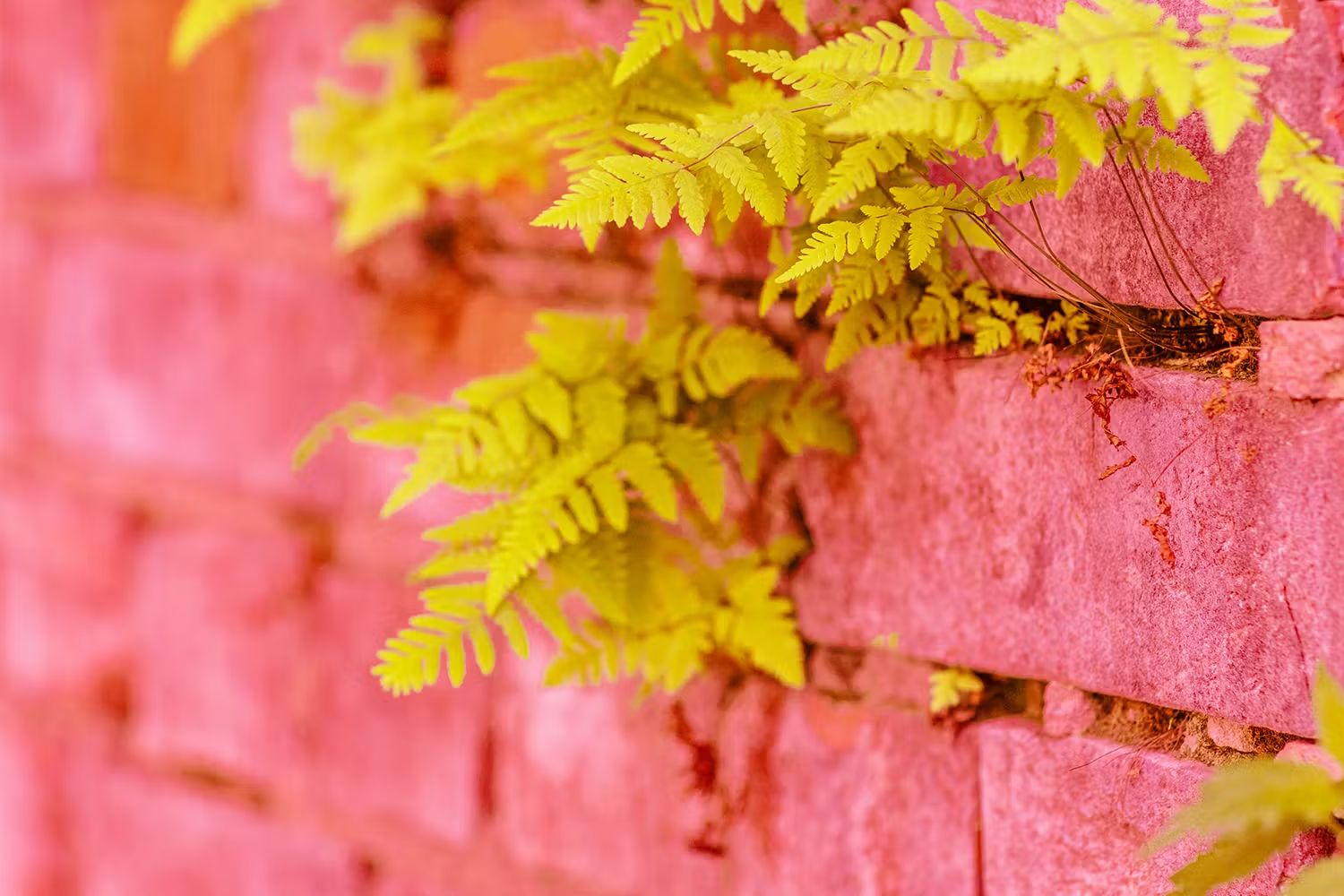 Bricks with plants growing out of them