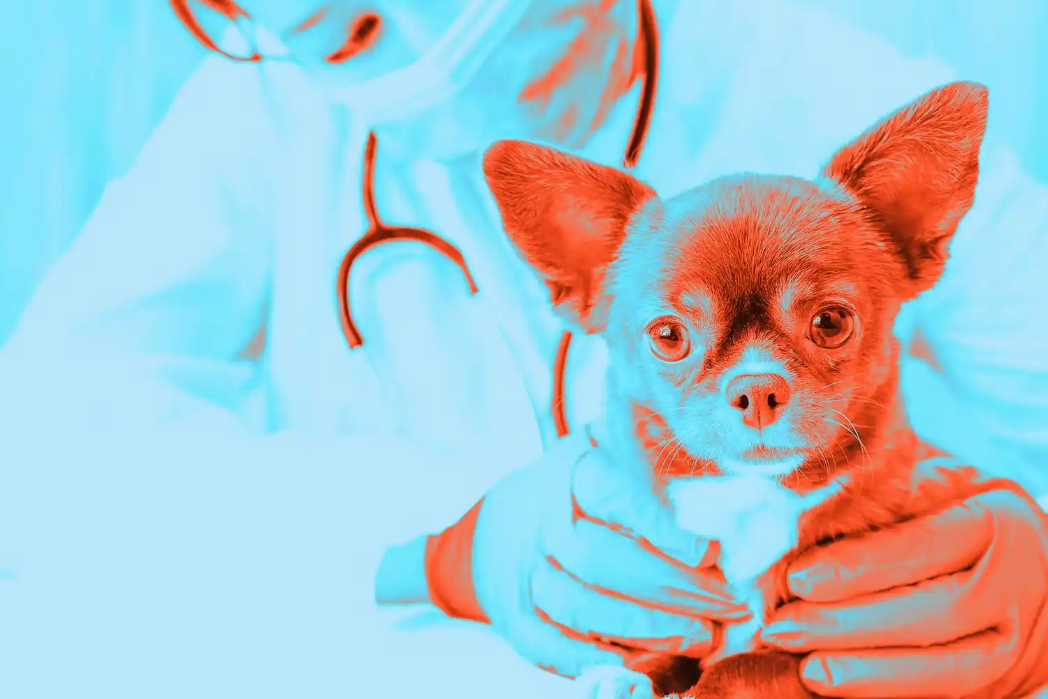 Chihuahua at vet